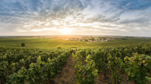Côte de Nuits Borgonha