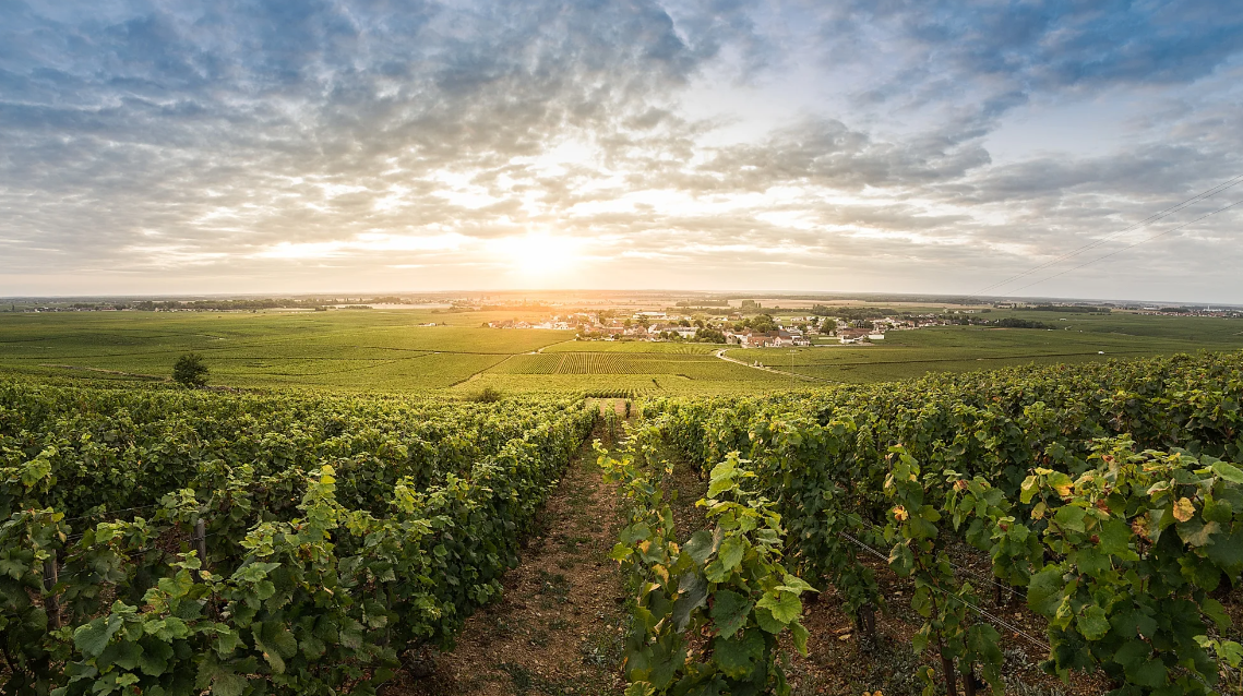 Côte de Nuits Borgonha