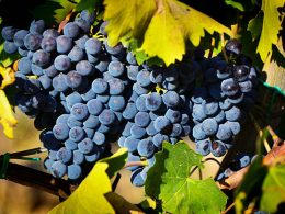 Uva Sangiovese