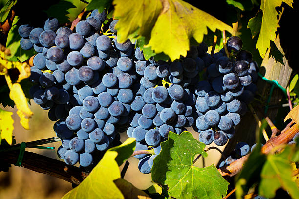 Uva Sangio