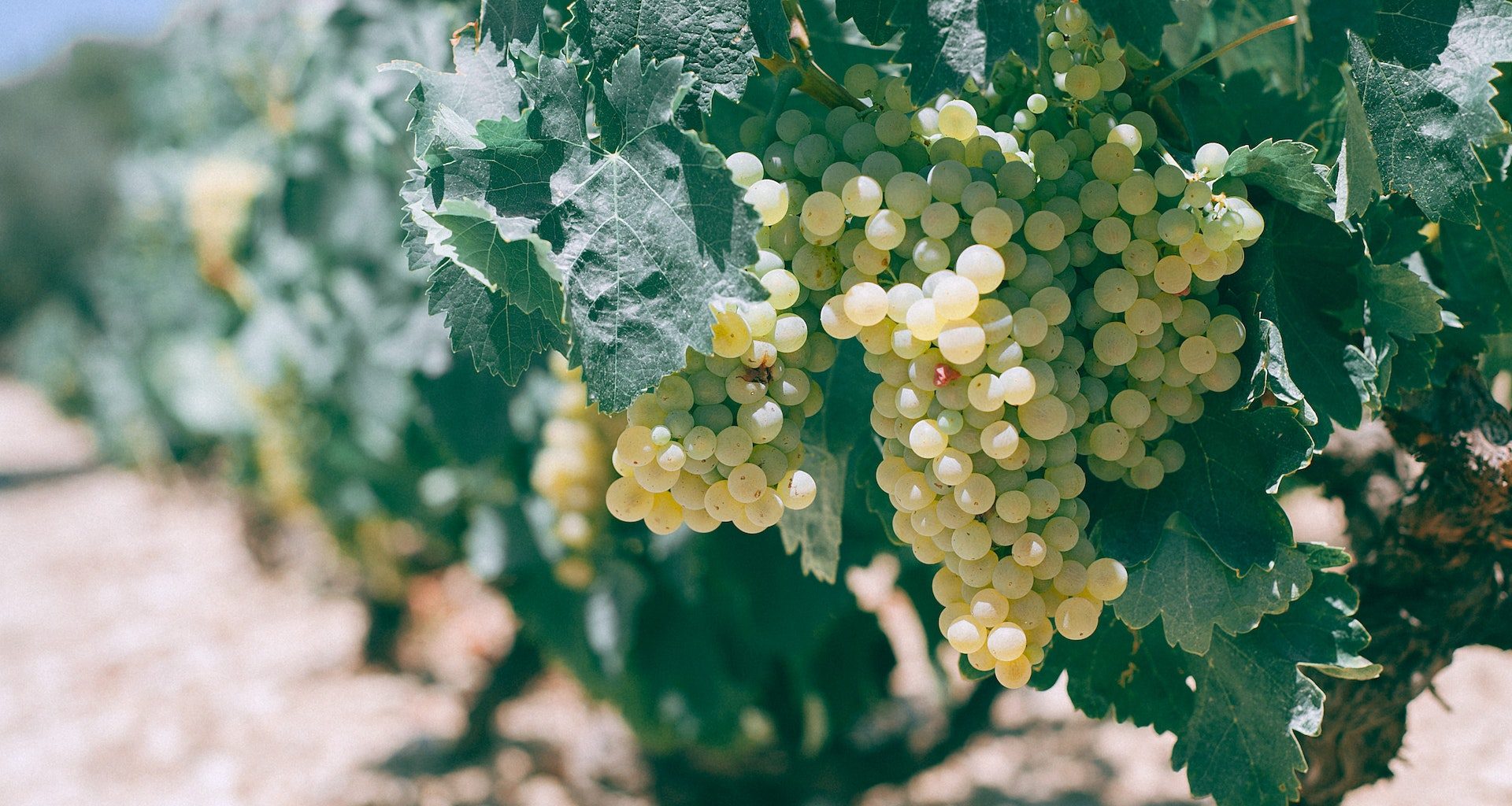 Uva Chardonnay