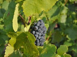 Uva Gamay