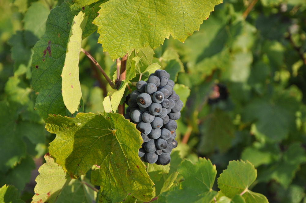 O que saber sobre a uva Gamay? Blog da Cellar