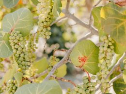 Uva Sauvignon Blanc