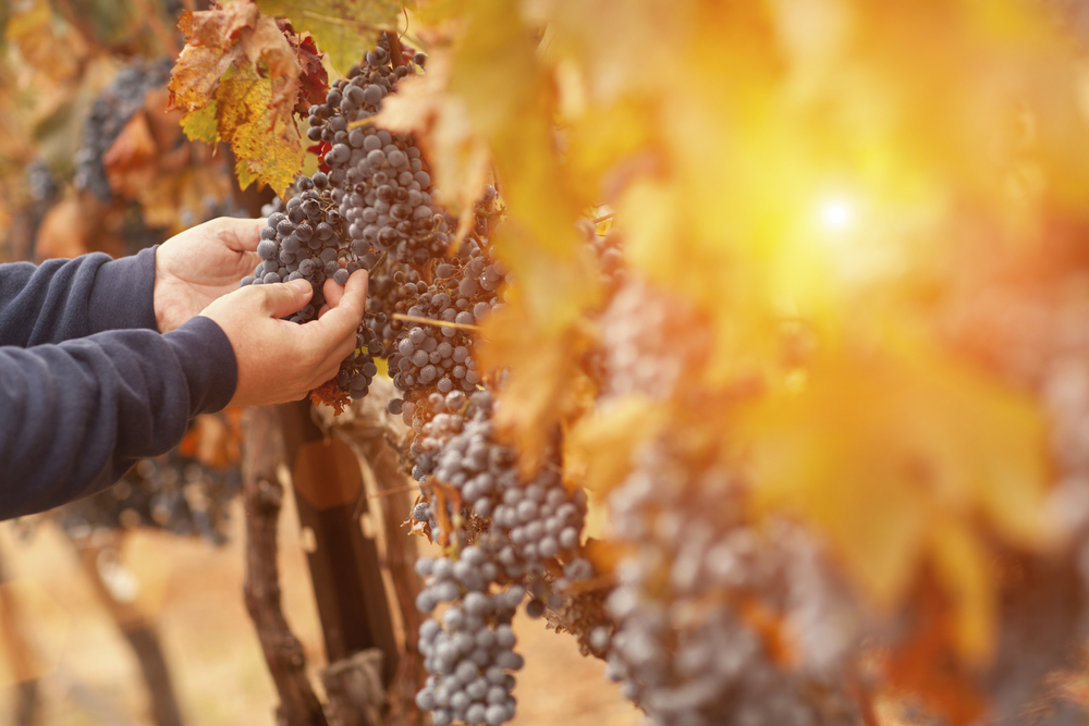 Uva Pinot Noir