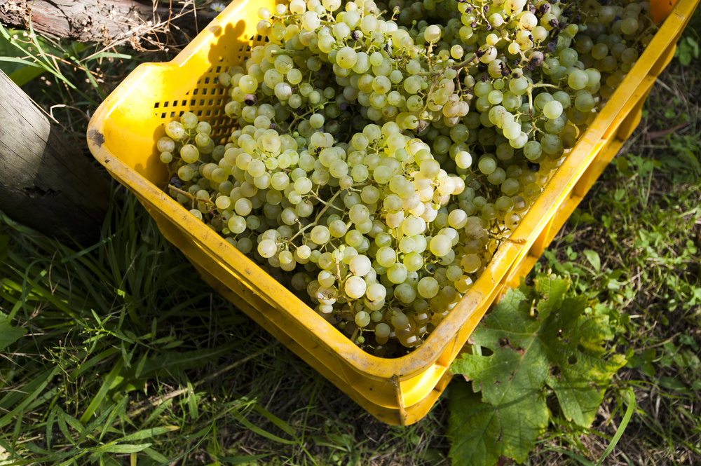 VOCÊ CONHECE A UVA MELON DE BOURGOGNE? Blog da Cellar