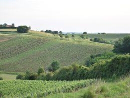 regiao-vinícola-jura