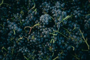 Uva pinot noir