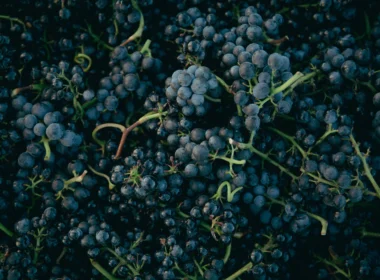 Uva pinot noir